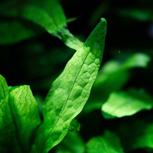 Microsorum pteropus 'Petit'