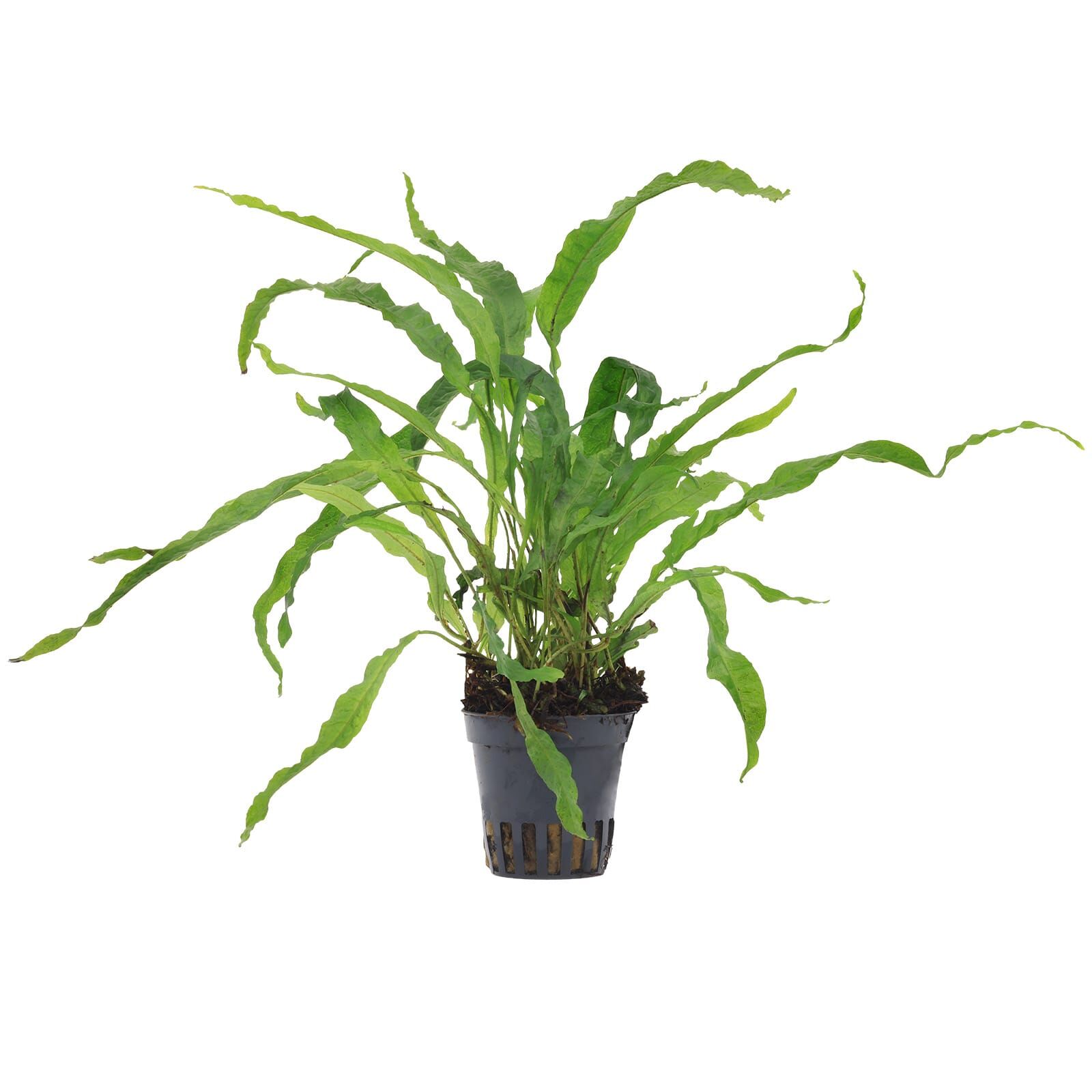 Microsorum pteropus 'Petit' | Aquasabi - Aquarium Shop