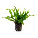 Microsorum pteropus Petit - Topf