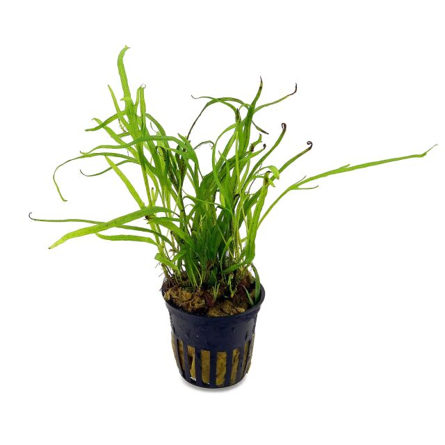 <b>Microsorum pteropus 'Trident'</b><br />Trident-Javafarn