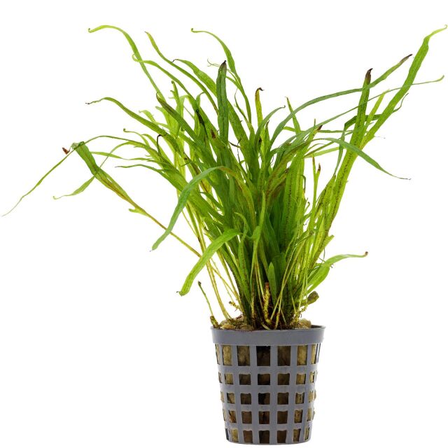 Microsorum pteropus 'Trident'