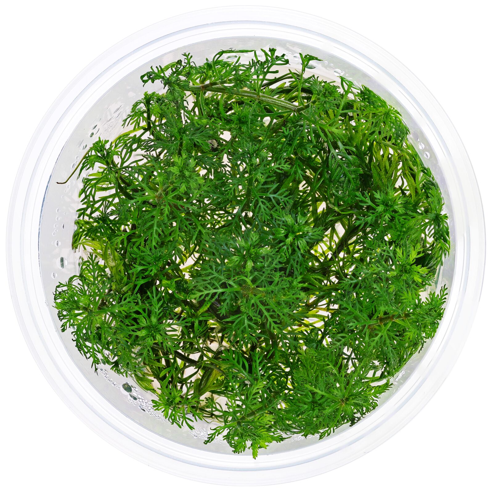 Myriophyllum mattogrossense