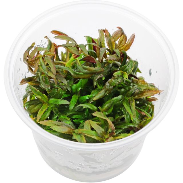 Limnophila hippuridoides