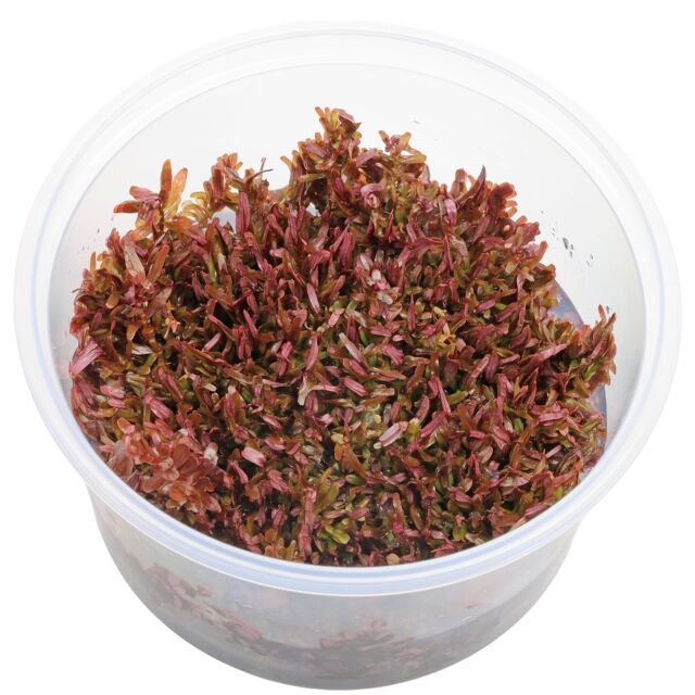 Rotala rotundifolia &quot;Singapore Blood Red&quot;