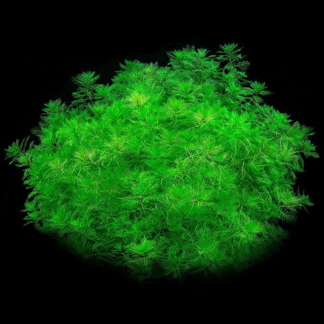 Myriophyllum mattogrossense