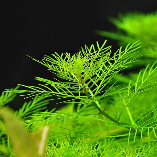 Myriophyllum mattogrossense