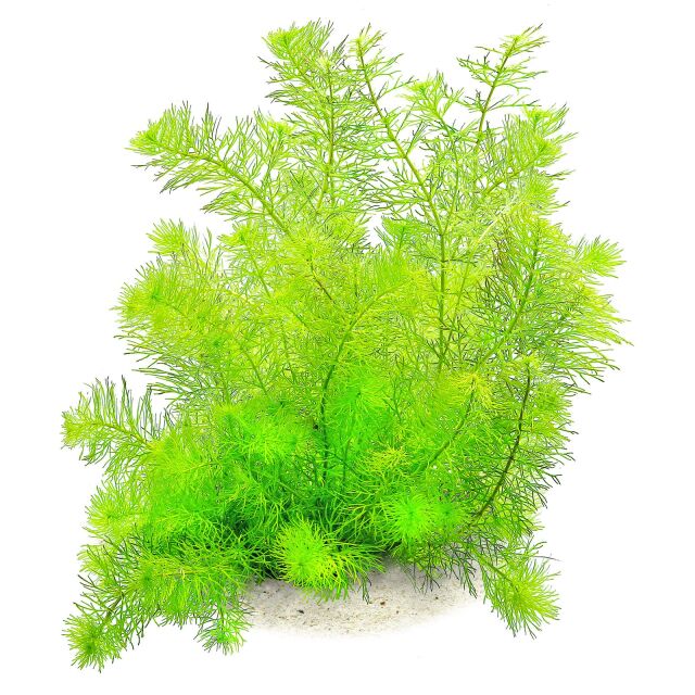 Myriophyllum sp. &quot;Guyana&quot;