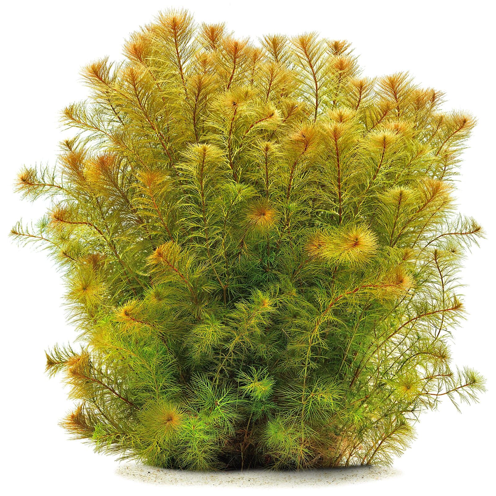 Myriophyllum sp. &quot;Roraima&quot;