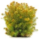 Myriophyllum sp. "Roraima"