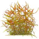 Persicaria sp. Kawagoeanum