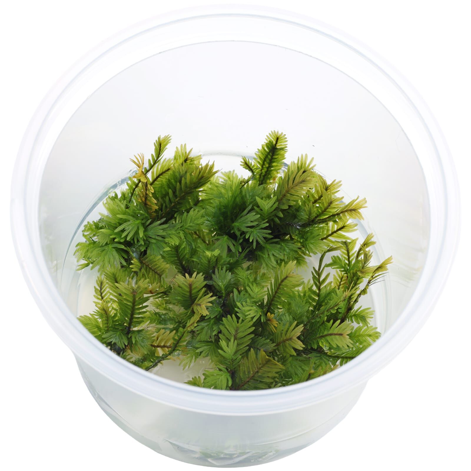 Fissidens nobilis