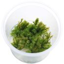 Fissidens nobilis - in Vitro