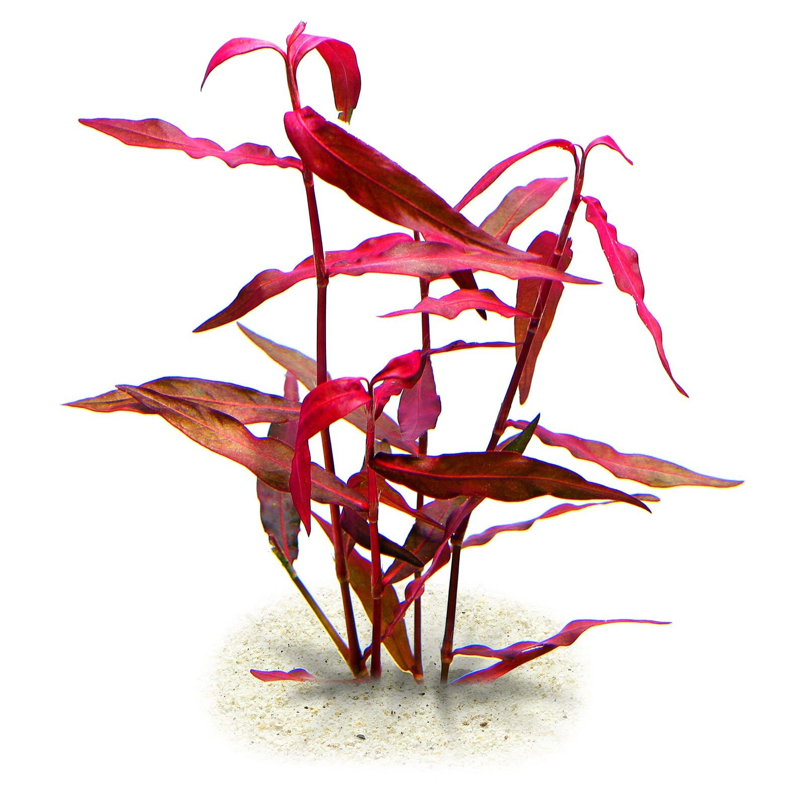 Persicaria Sp Sao Paulo Aquasabi Aquarium Shop