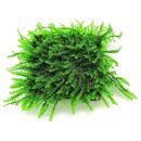 Pilotrichaceae sp. - "Pilo moss"
