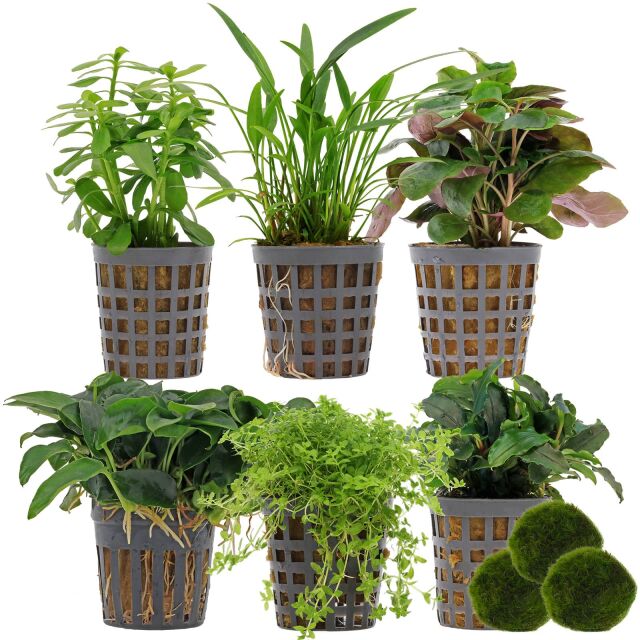 Aquarium Plant Set - 30 Liters - Green - Easy - No. 01