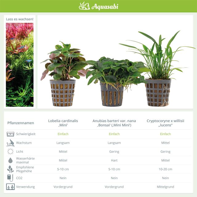 Aquarium Plant Set - 30 Liters - Green - Easy - No. 01