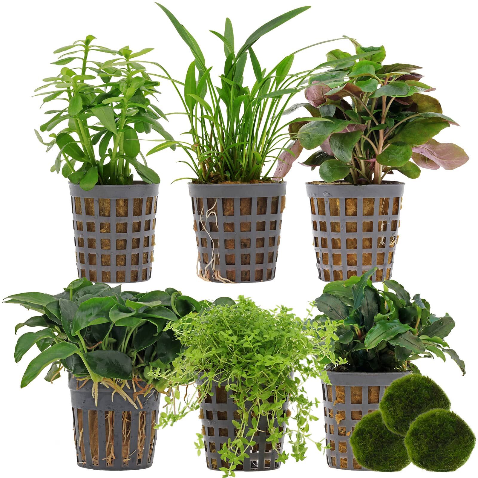Sahawa Aquarienpflanzen-Set – 3 Topfpflanzen (5 Cm) + 3 Mooskugeln – Anubias, Farn, Stengelpflanzen & Mehr – Robuste