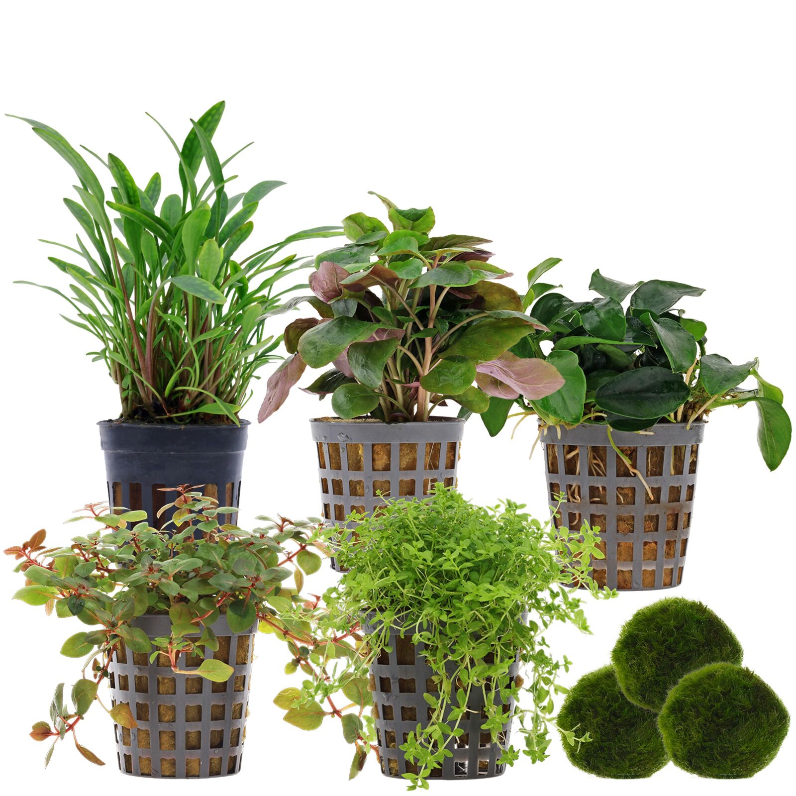 Aquarium Plant Set - 30 Liters - Colorful - Easy - No. 01