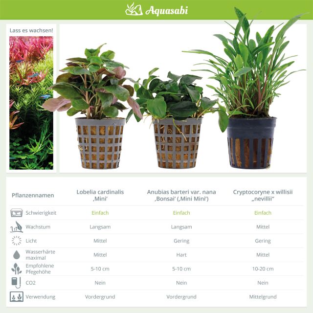 Aquarienpflanzen Set - 30 Liter - Farbig - einfach - Nr. 01