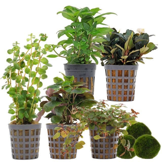 Aquarienpflanzen Set - 30 Liter - Farbig - einfach - Nr. 02