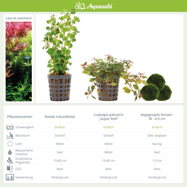 Aquarienpflanzen Set - 30 Liter - Farbig - einfach - Nr. 02
