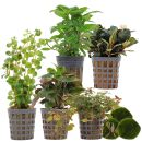 Aquarienpflanzen Set - 30 Liter - Farbig - einfach - Nr. 02