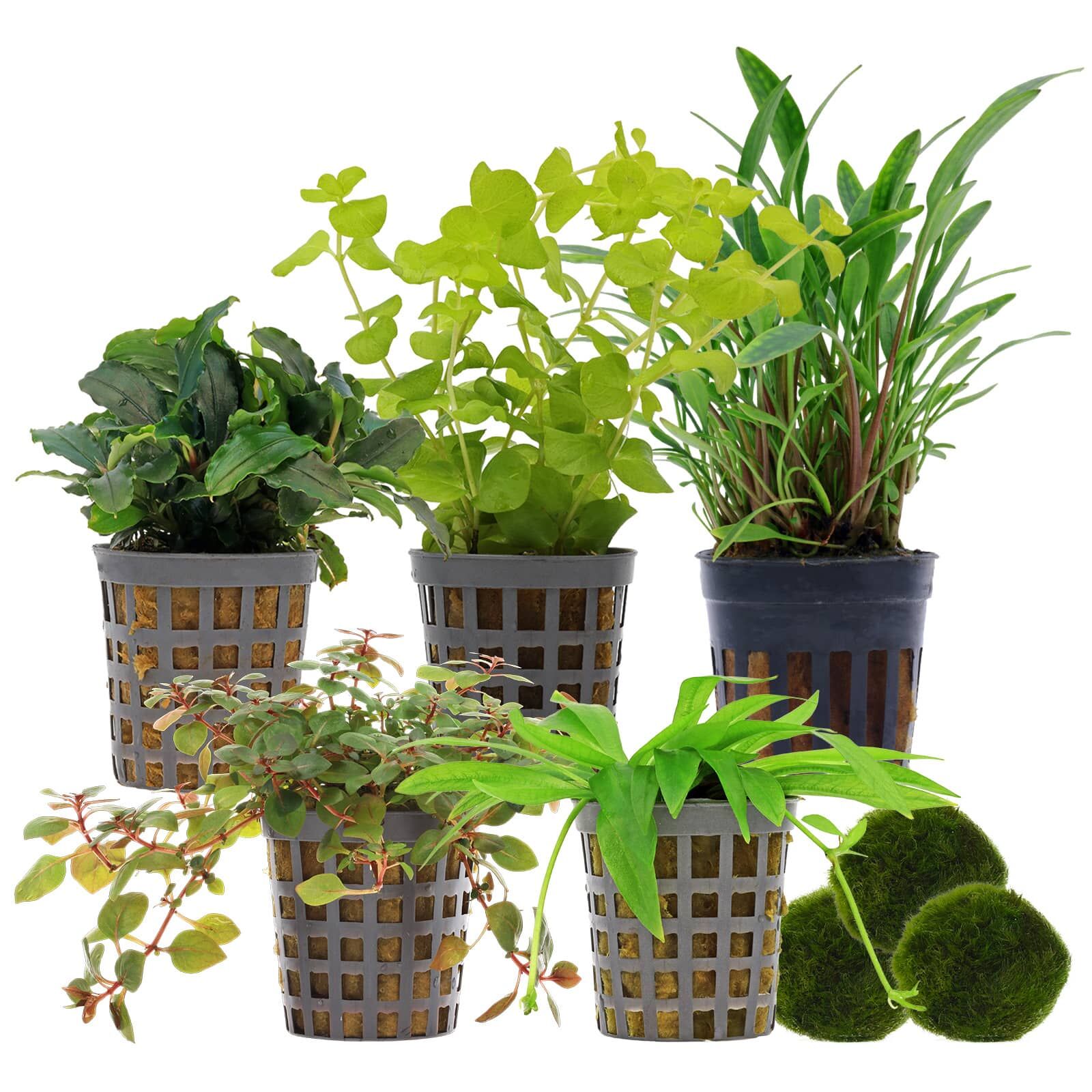 Aquarienpflanzen Set - 30 Liter - Farbig - einfach - Nr. 03