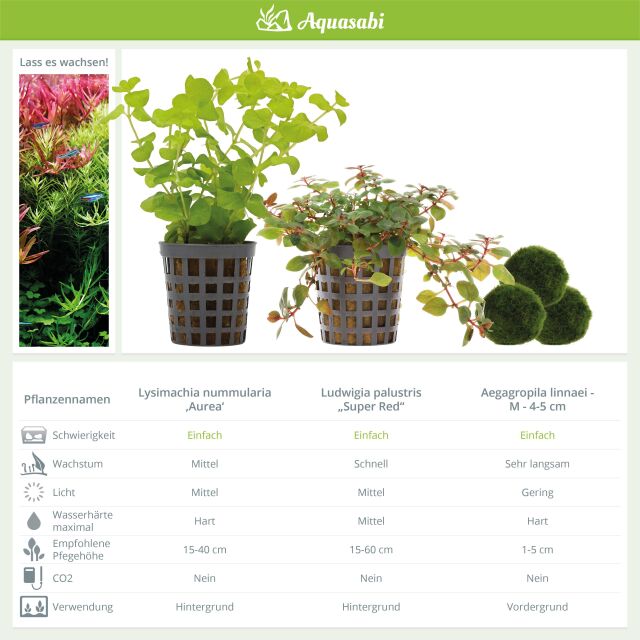 Aquarienpflanzen Set - 30 Liter - Farbig - einfach - Nr. 03