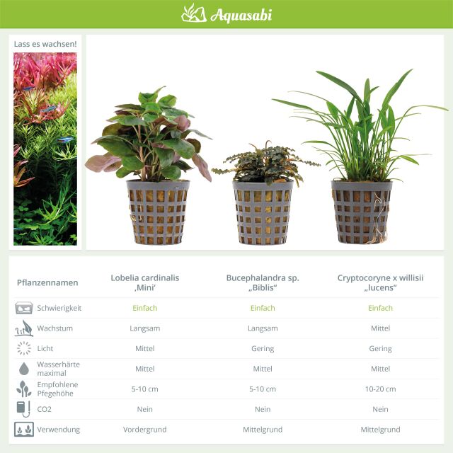 Aquarienpflanzen Set - 30 Liter - Farbig - einfach - Nr. 04