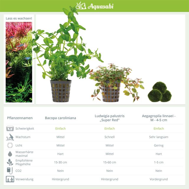 Aquarienpflanzen Set - 30 Liter - Farbig - einfach - Nr. 04