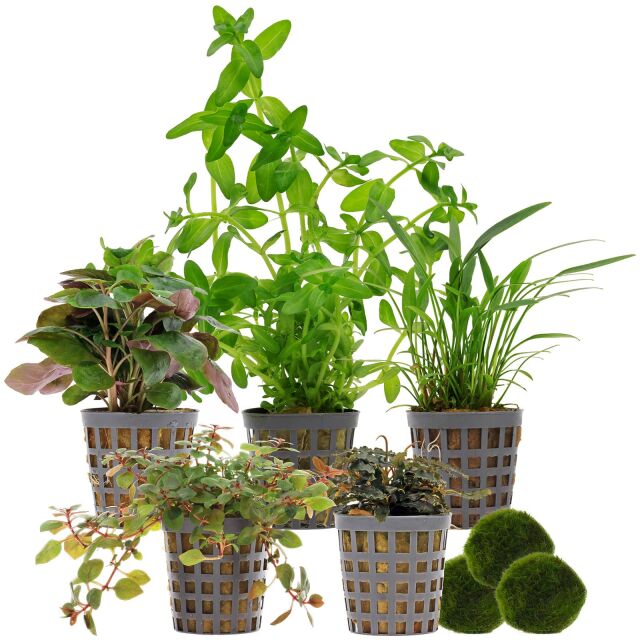 Aquarium Plant Set - 30 Liters - Colorful - Easy - No. 04