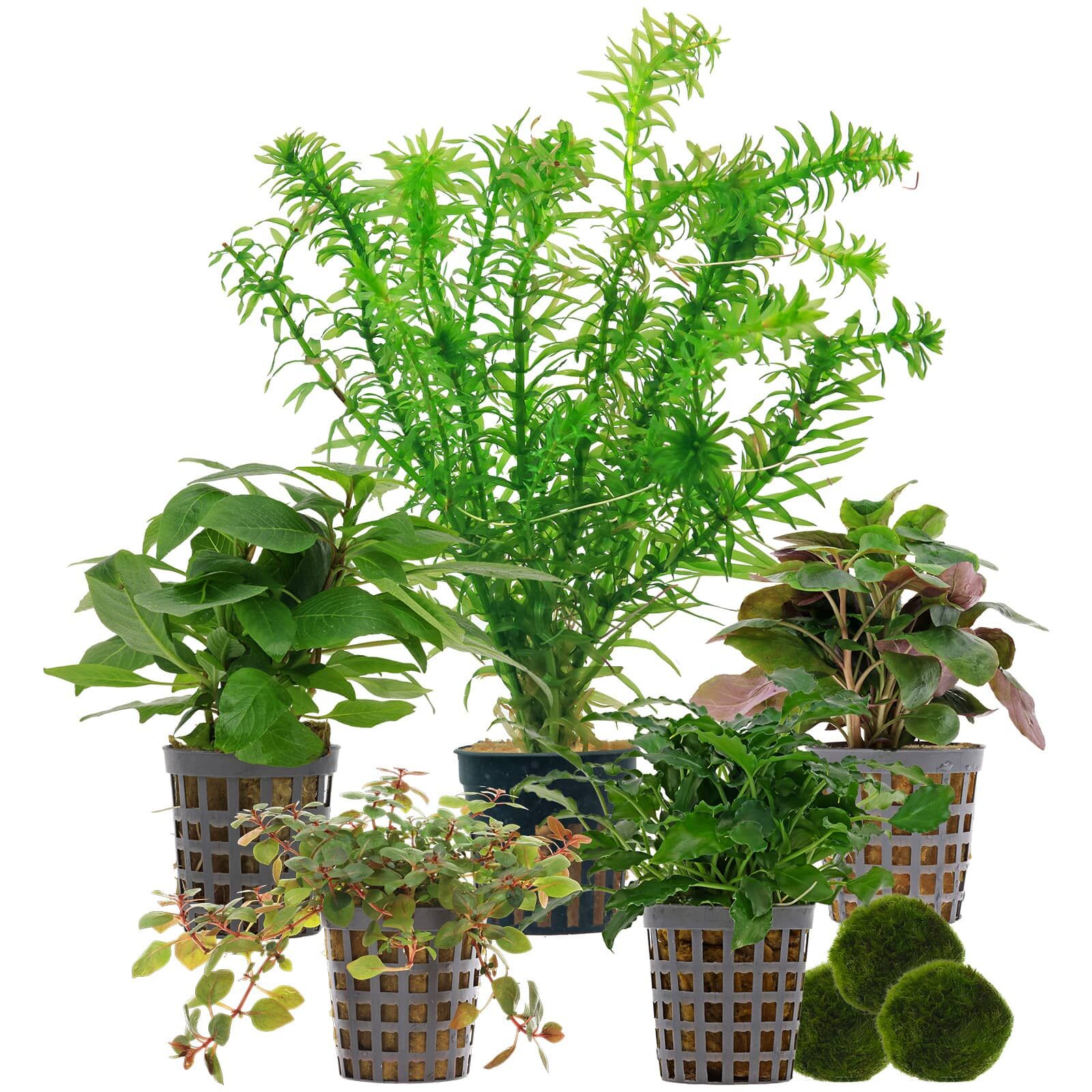 Aquarienpflanzen Set - 30 Liter - Farbig - einfach - Nr. 05