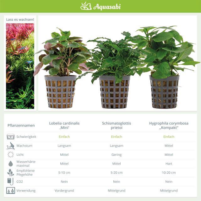 Aquarienpflanzen Set - 30 Liter - Farbig - einfach - Nr. 05