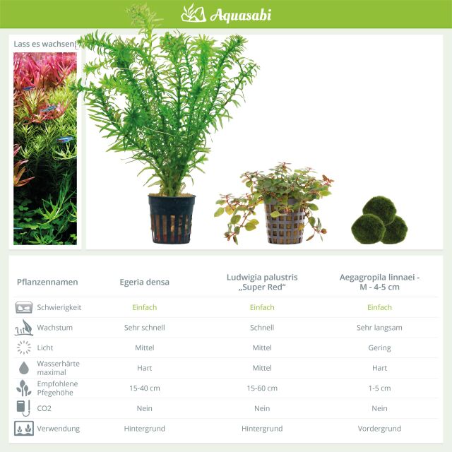 Aquarium Plant Set - 30 Liters - Colorful - Easy - No. 05