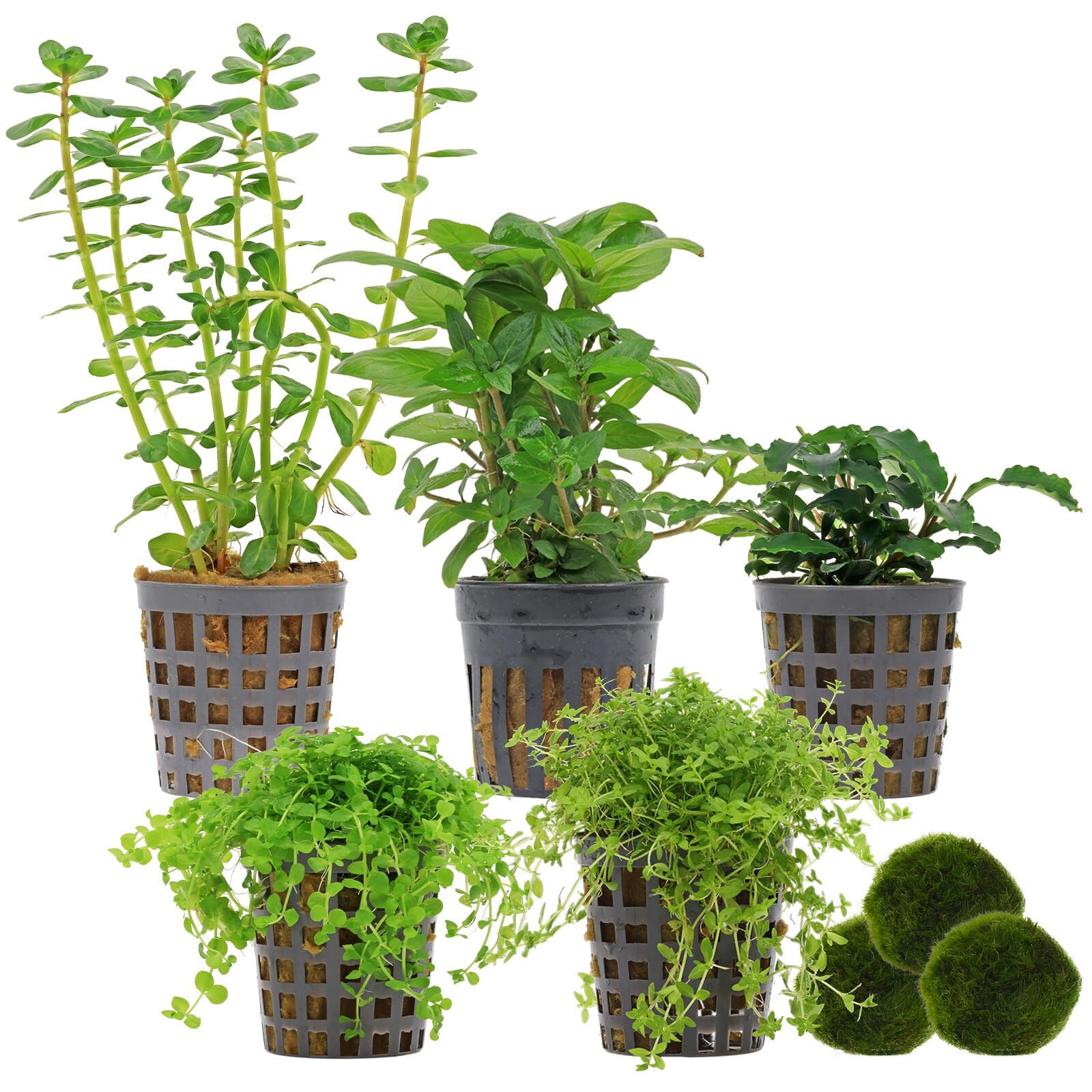 Aquarienpflanzen Set - 30 Liter - Gr&uuml;n - mittel - Nr. 01