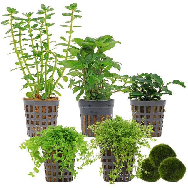 Aquarienpflanzen Set - 30 Liter - Gr&uuml;n - mittel - Nr. 01