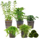 Aquarienpflanzen Set - 30 Liter - Grün - mittel -...