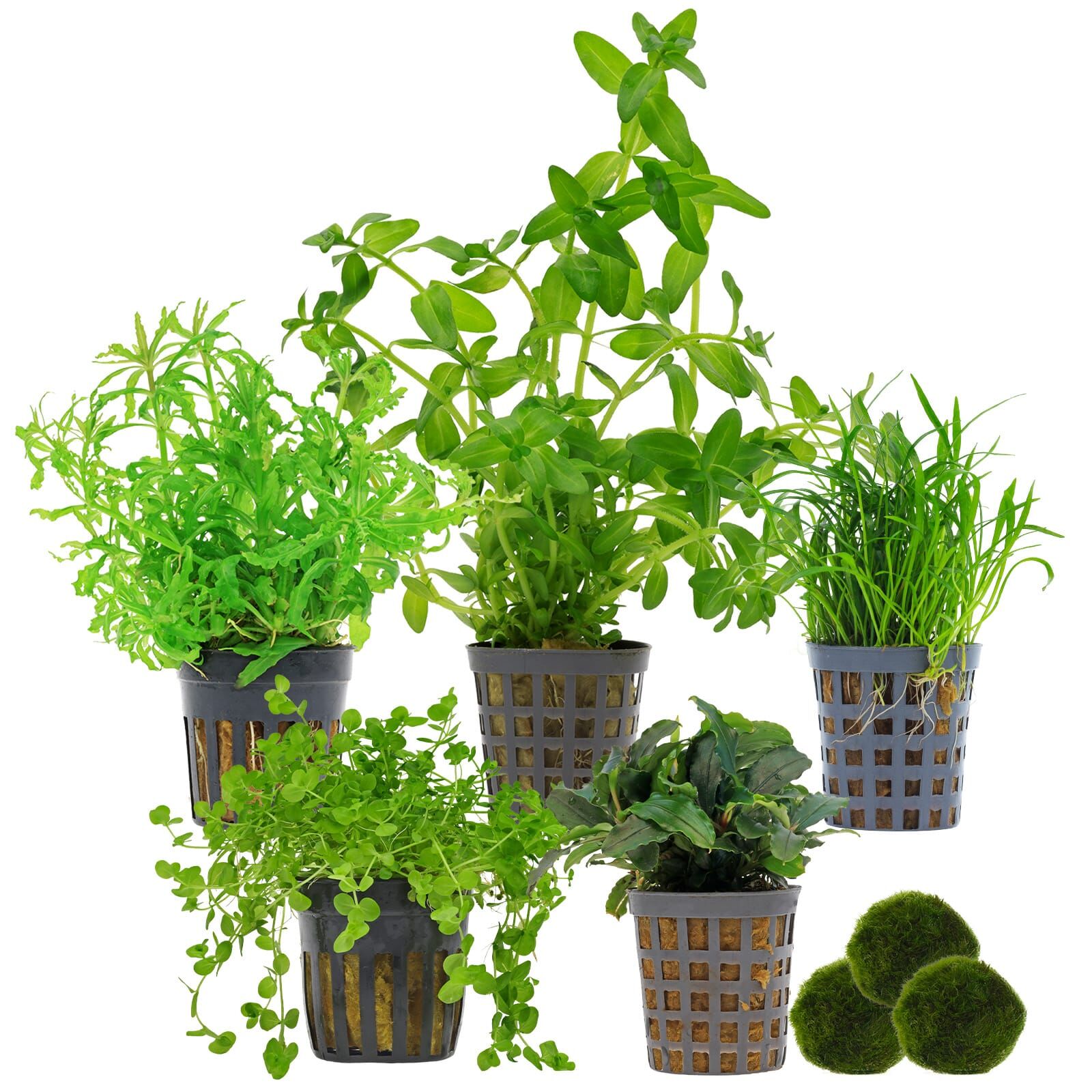 Aquarienpflanzen Set - 30 Liter - Gr&uuml;n - mittel - Nr. 02