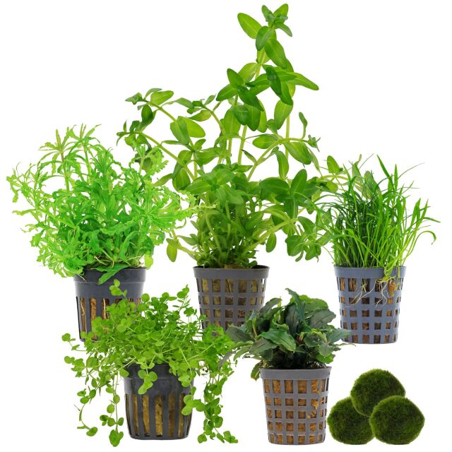 Aquarienpflanzen Set - 30 Liter - Gr&uuml;n - mittel - Nr. 02