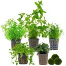 Aquarienpflanzen Set - 30 Liter - Grün - mittel -...