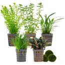 Aquarienpflanzen Set - 30 Liter - Grün - mittel -...