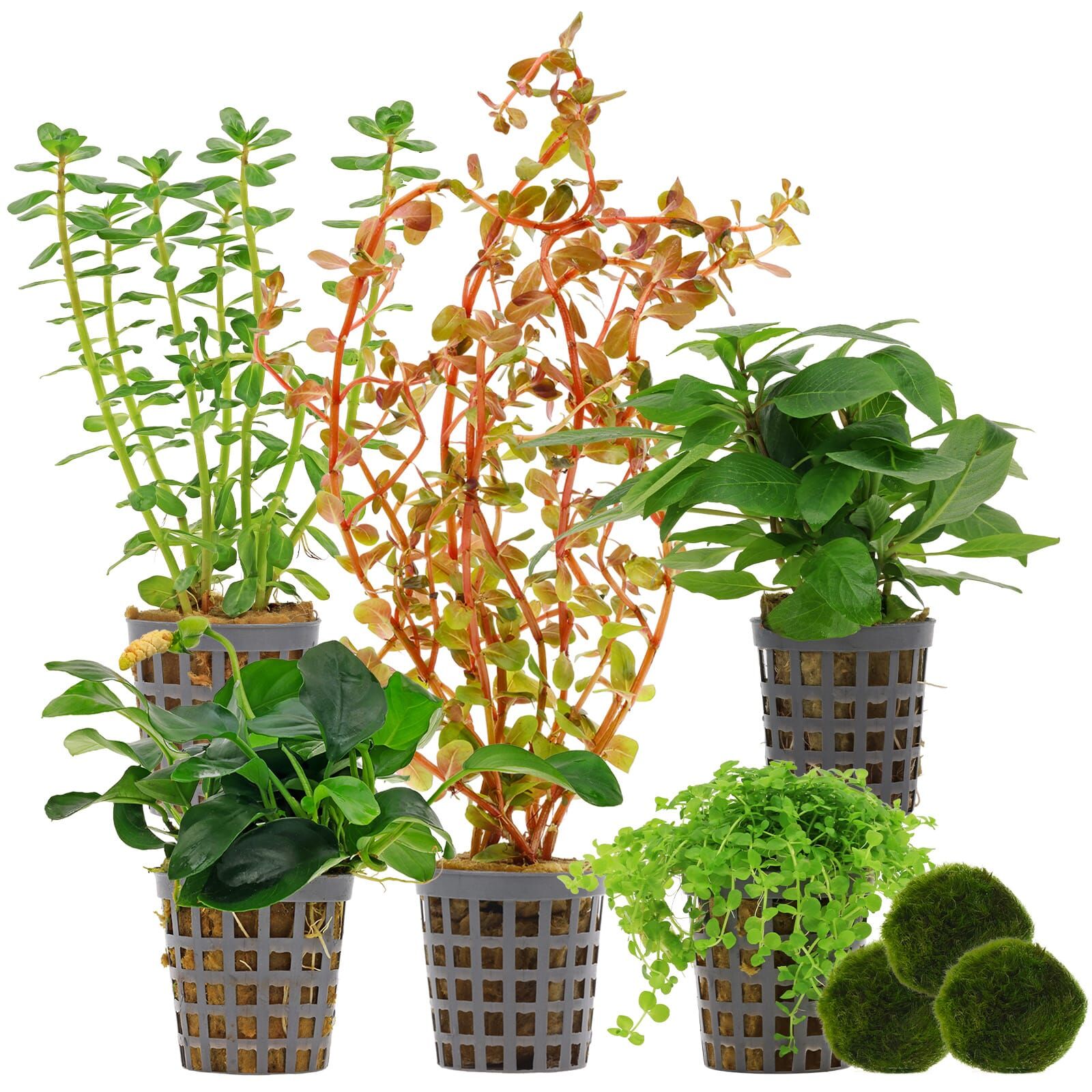 Aquarienpflanzen Set - 30 Liter - Farbig - mittel - Nr. 01