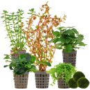 Aquarienpflanzen Set - 30 Liter - Farbig - mittel - Nr. 01