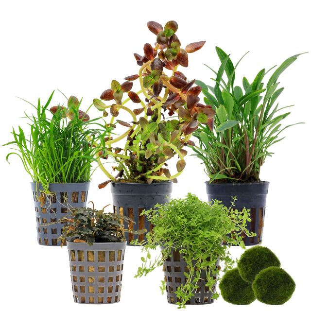 Aquarium Plant Set - 30 Liters - Colorful - Medium - No. 02