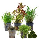 Aquarienpflanzen Set - 30 Liter - Farbig - mittel - Nr. 02