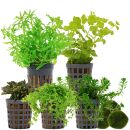 Aquarium Plant Set - 30 Liters - Colorful - Medium - No. 04