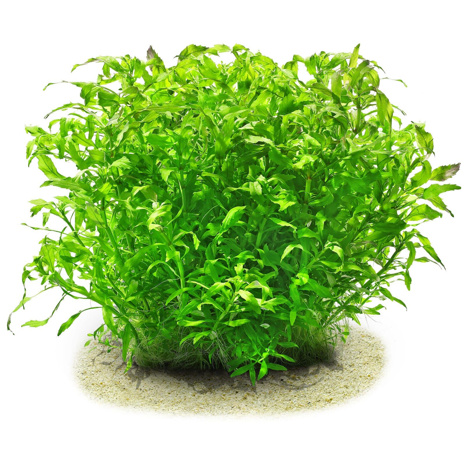 Pogostemon sampsonii