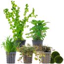 Aquarium Plant Set - 30 Liters - Colorful - Medium - No. 05