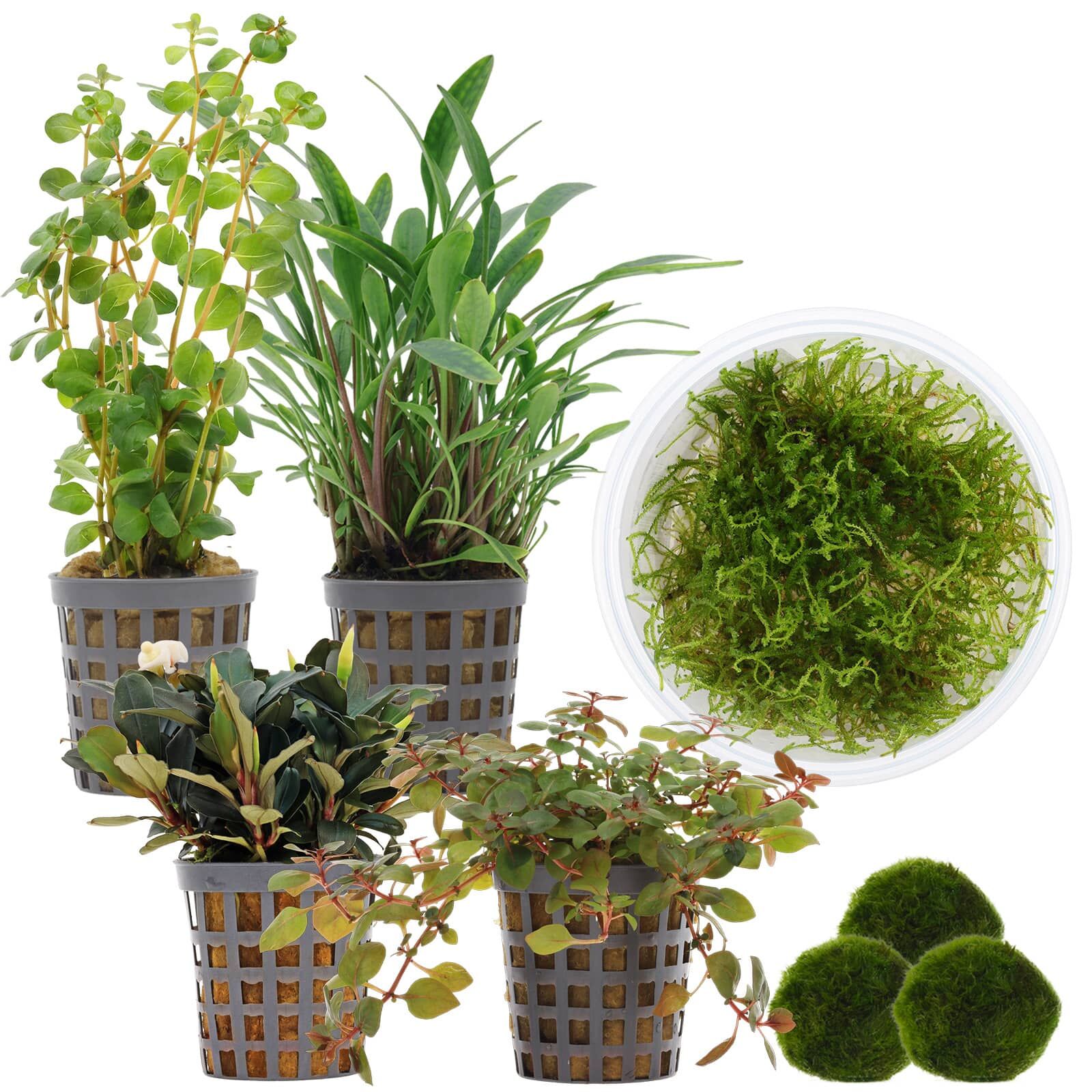 Aquarienpflanzen Set - 30 Liter - Garnelen - Farbig - einfach - Nr. 01