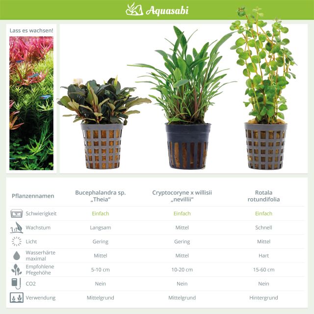 Aquarienpflanzen Set - 30 Liter - Garnelen - Farbig - einfach - Nr. 01